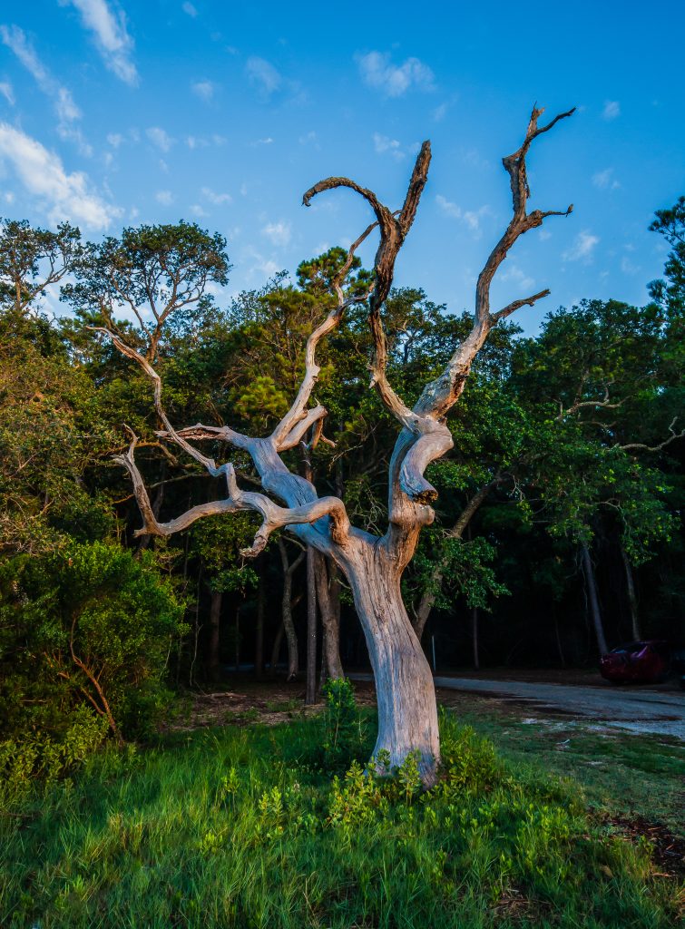 A weather-work tree is basked in the early morning light at a salt marsh in South Carolina