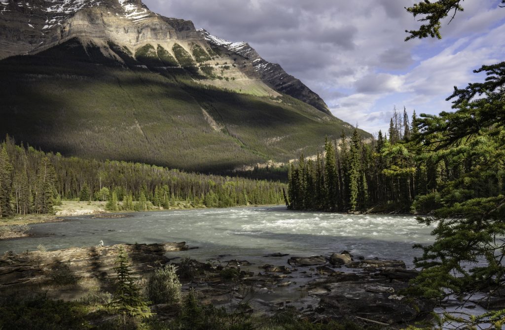 Image shows the wonderful Athabasca River turnng a bend in the early evening.