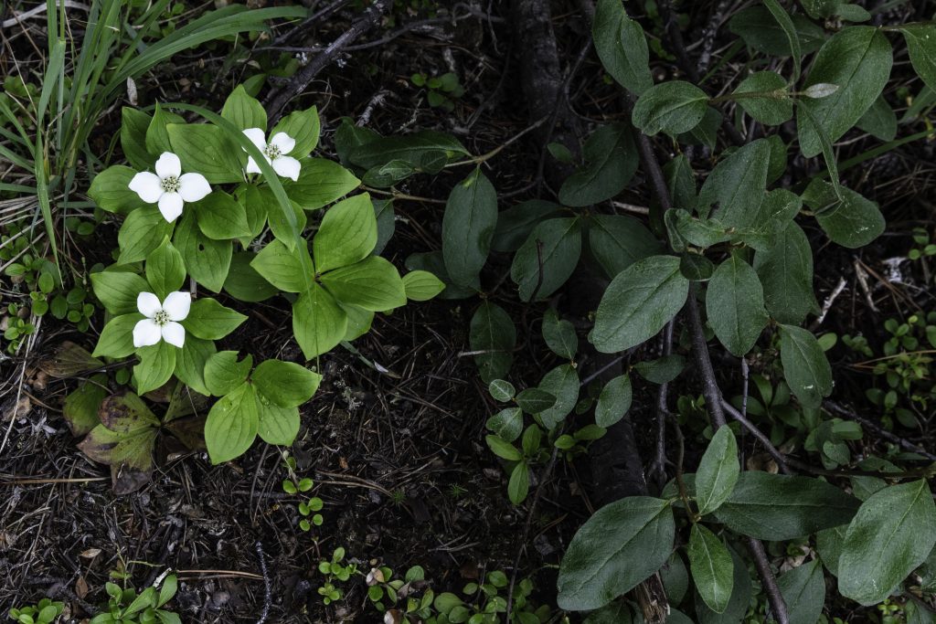 A small group of Bunchberry contract nicely with greenery on the forest floor, seen on a trail to Sunwapta Falls.