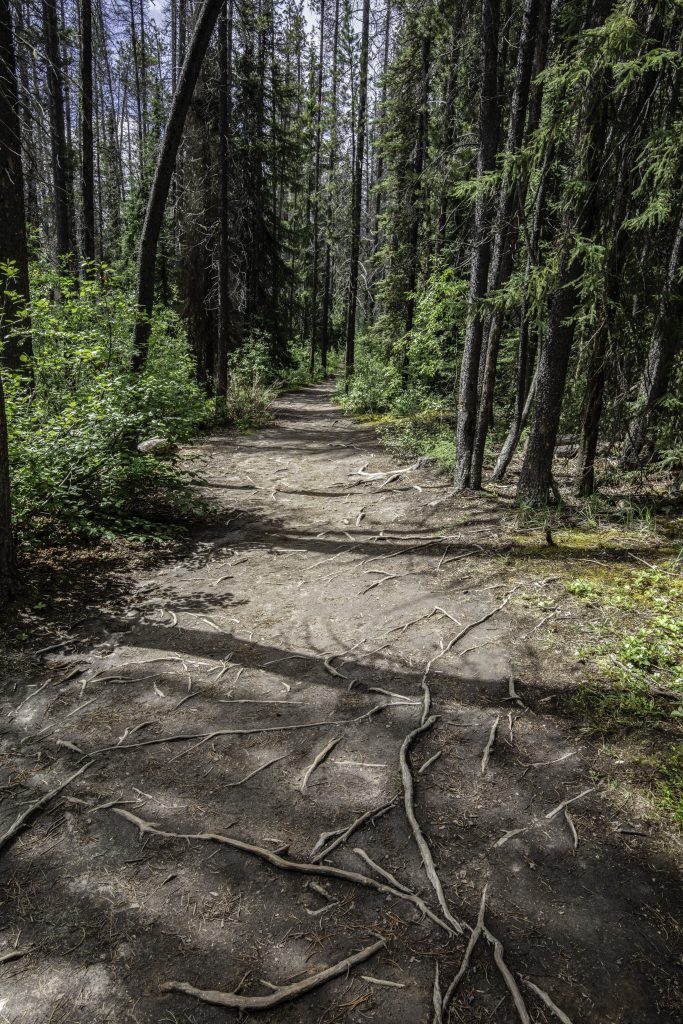 A beautiful woodland trail leads to the lower Sunwapta Falls in Jasper National Park