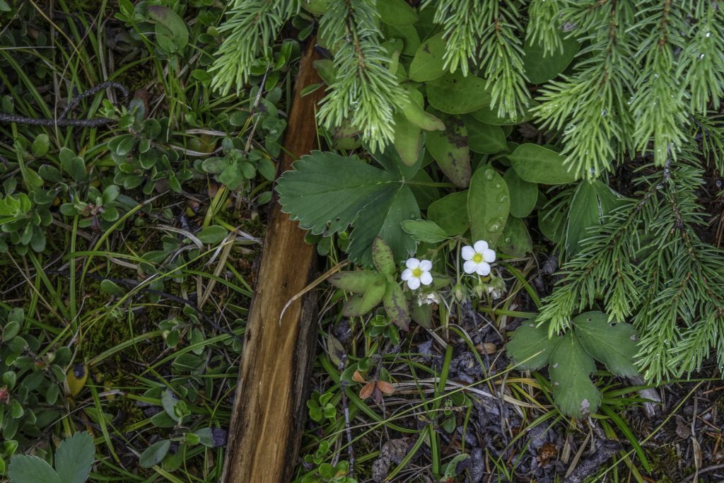Wild Strawberries bloom among a glorious bed of greenery