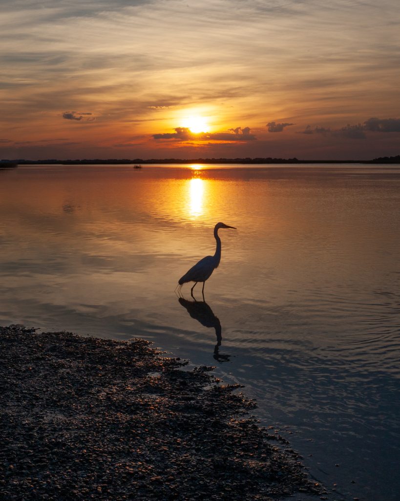 An egret stands in a shadowy silhouette as the sun rises over a salt marsh in South Carolina